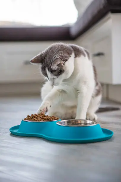 kat eten