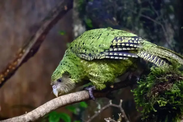 kakapo
