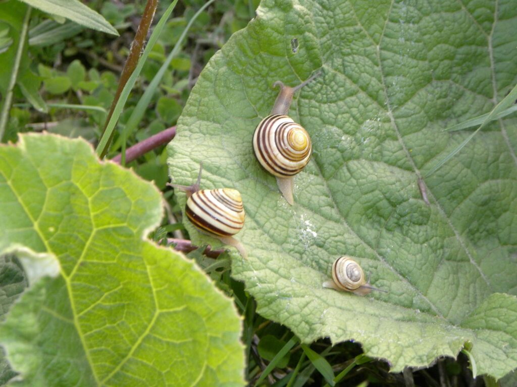 Tuinslak die over een blad kruipt