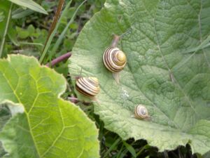 Tuinslak die over een blad kruipt